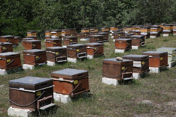 Baba mesleğini sürdüren kardeşler ana arı talebine yetişemiyor G1
