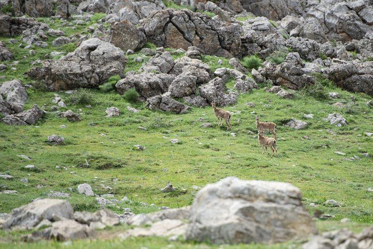 Koruma altındaki yaban keçileri Tunceli dağlarına güzellik katıyor G1