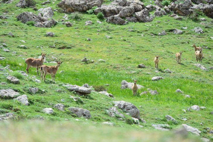Koruma altındaki yaban keçileri Tunceli dağlarına güzellik katıyor G2