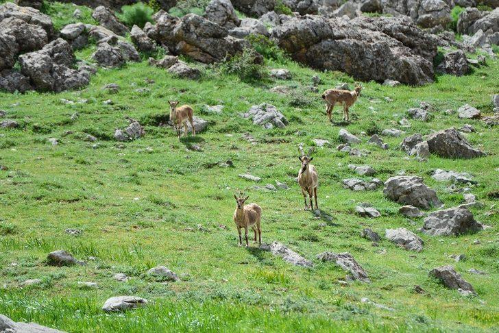 Koruma altındaki yaban keçileri Tunceli dağlarına güzellik katıyor G3