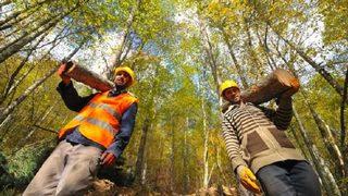 OGM işçi alımı başvurusu nereye ve nasıl yapılır? Orman Genel Müdürlüğü işçi alımı ne zaman?