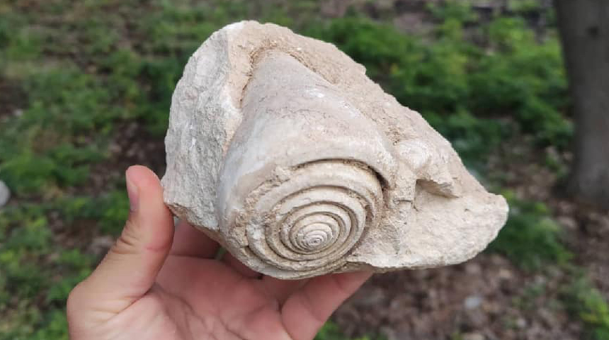 Mersin'de, 60 milyon yıl öncesine ait salyangoz fosili bulundu 