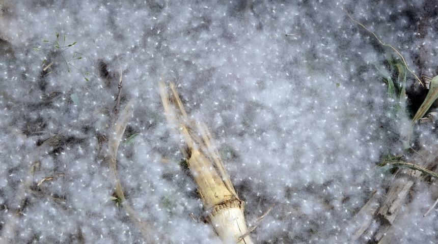 Polenleri kar zannettiler! Her yeri beyaza bürüdü
