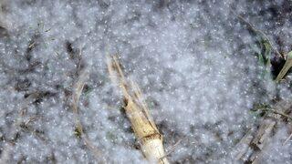 Polenleri kar zannettiler! Her yeri beyaza bürüdü