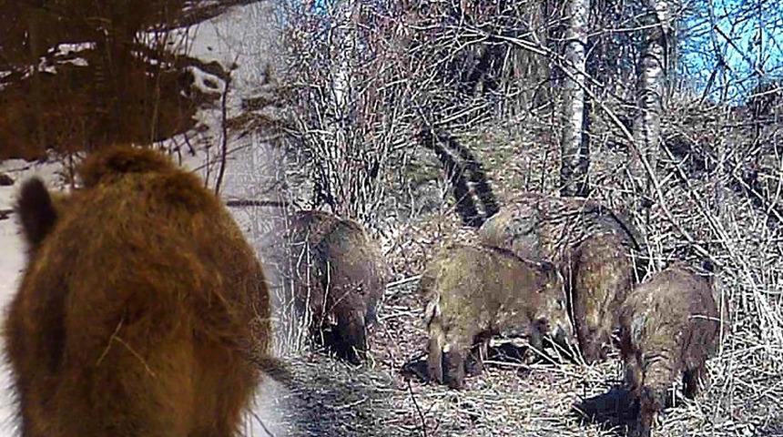 Yer: Erzincan! Yiyecek arayan domuz sürüsü böyle görüntülendi