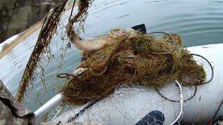 Kızılırmak'ta katliam! İnceleme başlatıldı