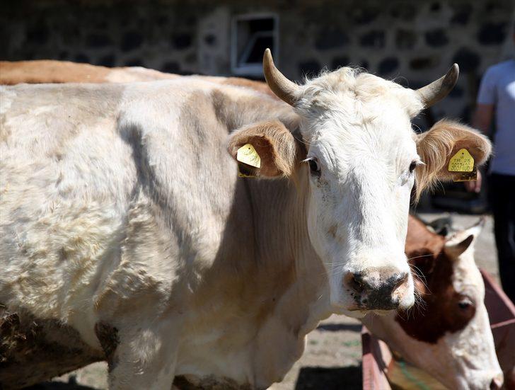 Devlet desteğiyle hayvancılığa başlayan eski hükümlü hayatında yeni sayfa açtı G2