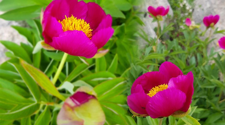 Bu çiçeği koparan yandı! Cezası 80 bin 465 lira 