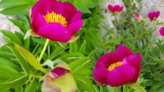 Bu çiçeği koparan yandı! Cezası 80 bin 465 lira 