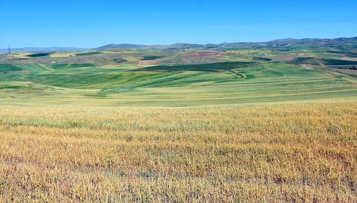 İç Anadolu'da kuraklık hububat üreticilerini endişelendiriyor G2