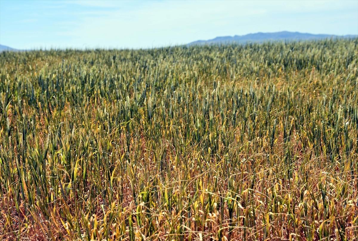 İ&ccedil; Anadolu'da kuraklık hububat &uuml;reticilerini endişelendiriyor