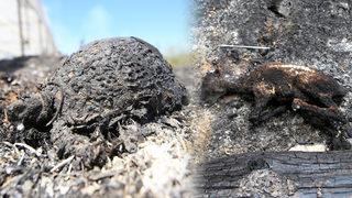 İller farklı, acı aynı! Yangın sonrasında kahreden görüntü