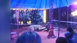 Rusya’da kaplan sirkte eğitmenine saldırdı