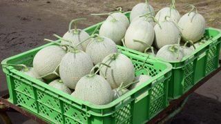 Dudak uçuklatan teklif! 2 kavun 208 bin TL