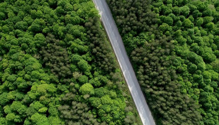 Trakya’nın Karadeniz kıyılarındaki Istranca ormanları görsel şölen sunuyor