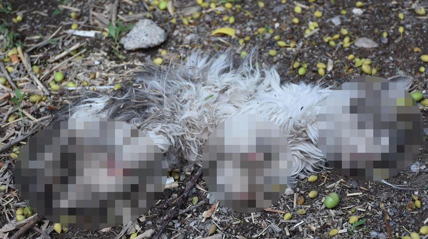 Kayıp kedisini patileri ve kuyruğu kesik halde ölü buldu