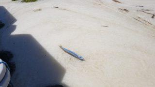 Çınarcık sahili deniz salyasıyla kaplandı: Balıklar karaya vurdu