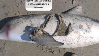 Tanga ipiyle gelen ölüm! Yunusun yüzgecine dolandı