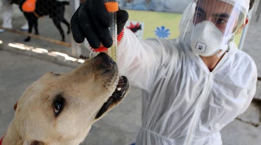 Köpekler semptom göstermeyen koronavirüs hastalarını da tespit edebiliyor