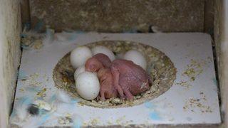 Muhabbet kuşu yetiştirip yok satan tek okul!