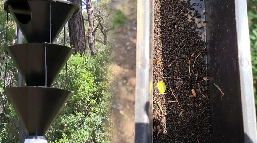 İstanbul'da 12 dişli kabuk böceği tehdidi: Ağaçları kurutuyorlar