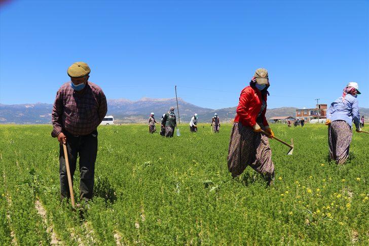 Burdur'un organik çörek otu dış pazarda rağbet görüyor G1