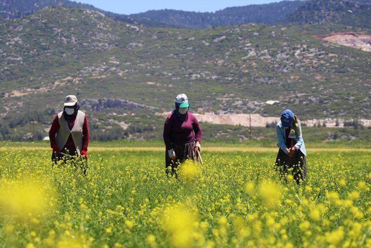 Burdur'un organik çörek otu dış pazarda rağbet görüyor G2