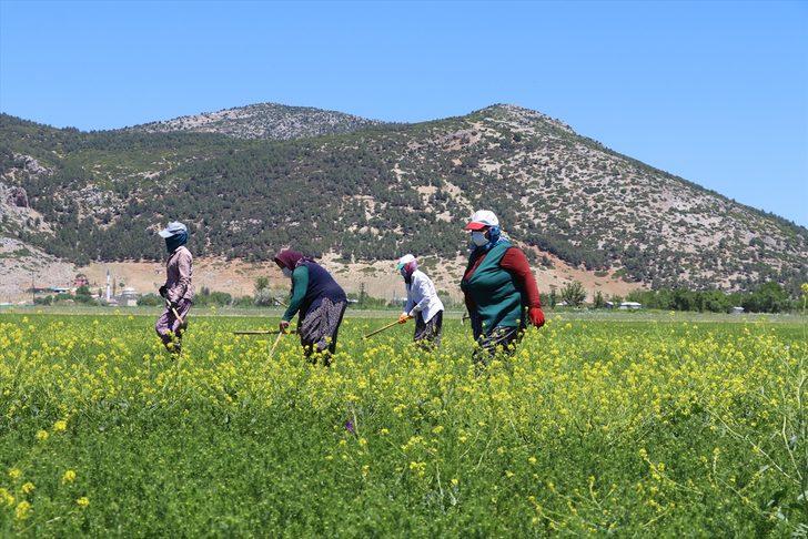 Burdur'un organik çörek otu dış pazarda rağbet görüyor G3