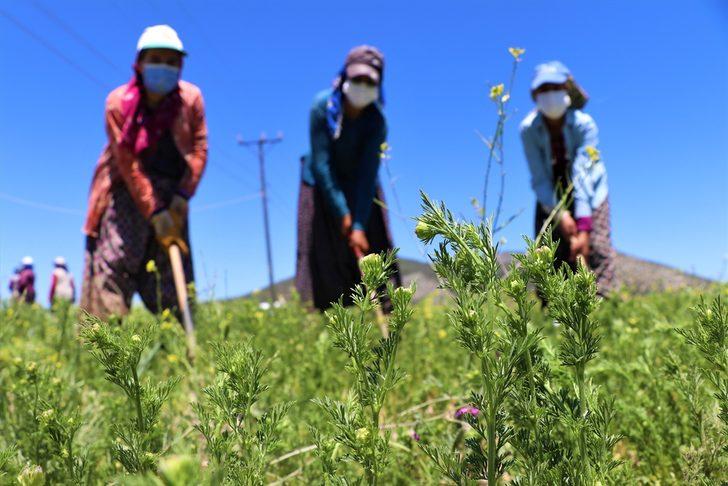 Burdur'un organik çörek otu dış pazarda rağbet görüyor G4