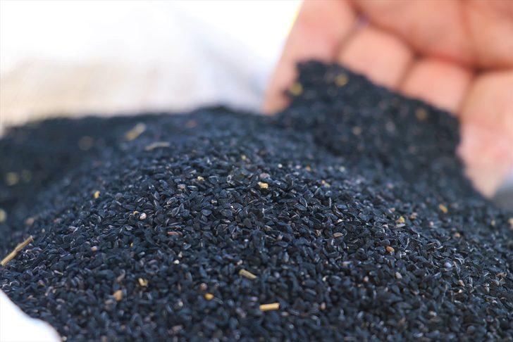 Burdur'un organik çörek otu dış pazarda rağbet görüyor G5