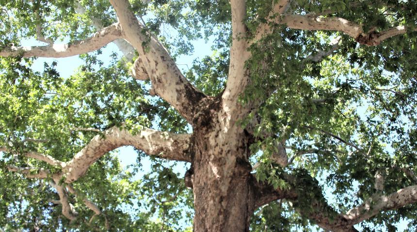 İdamların yapıldığı asırlık çınar tarihe tanıklık ediyor: 3 gün boyunca...