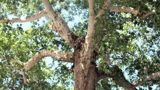 İdamların yapıldığı asırlık çınar tarihe tanıklık ediyor: 3 gün boyunca...