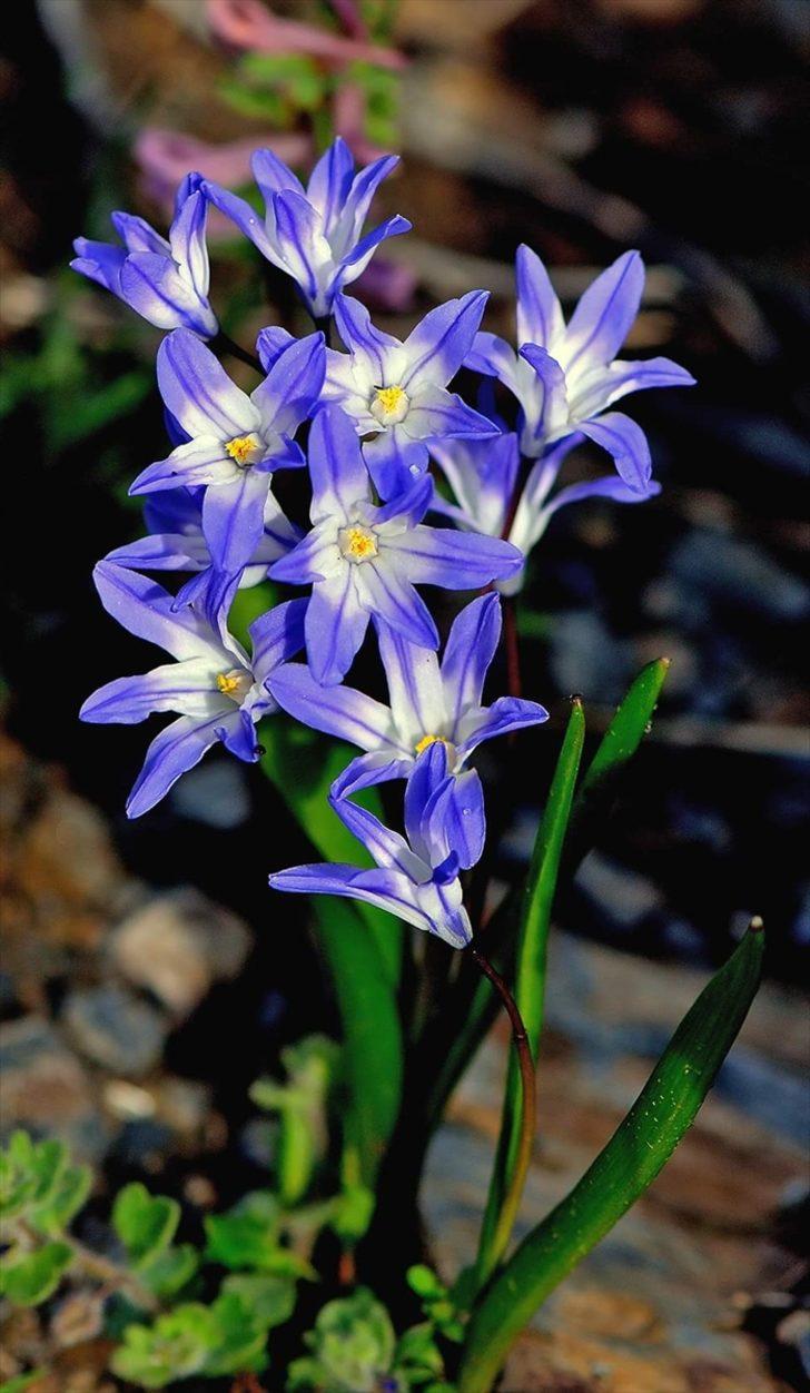 Denizli'de iki orman mühendisi tarafından keşfedilen Denizli sümbülü, literatüre kazandırıldı G1