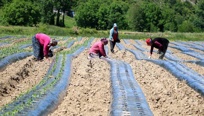 Köyünde 2,7 milyon liralık yatırımla tarıma başladı, 20 kadını istihdam etti