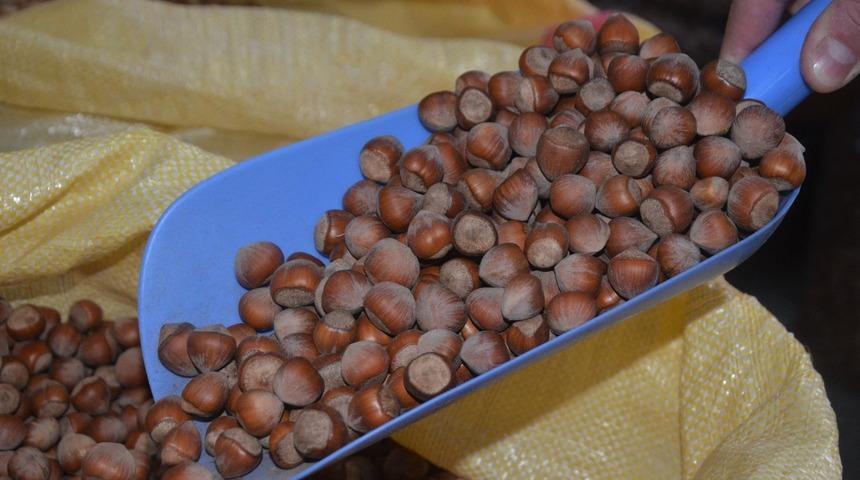 OTSO Başkanı Şahin'den fındık diyatları önerisi: Fındık fiyatları 3,5-4 dolar olmalı