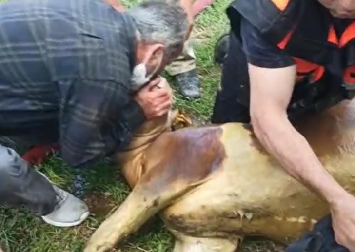 Danayı kurtarmak için seferber oldular: Kalp atışları vardı, suni teneffüs yaptık ama...
