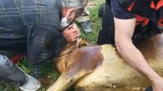 Danayı kurtarmak için seferber oldular: Kalp atışları vardı, suni teneffüs yaptık ama...