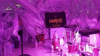 Kaldıkları evi kenevir yetiştirmek için adeta laboratuvara dönüştürmüşler