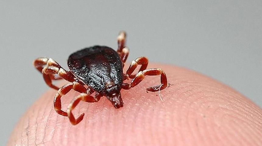 İki ilde KKKA tehlikesi! Uzmanlar uyarıyor