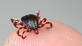 İki ilde KKKA tehlikesi! Uzmanlar uyarıyor