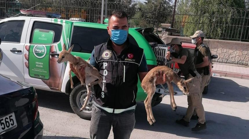 Polisin durdurduğu otomobilden ceylan yavruları çıktı