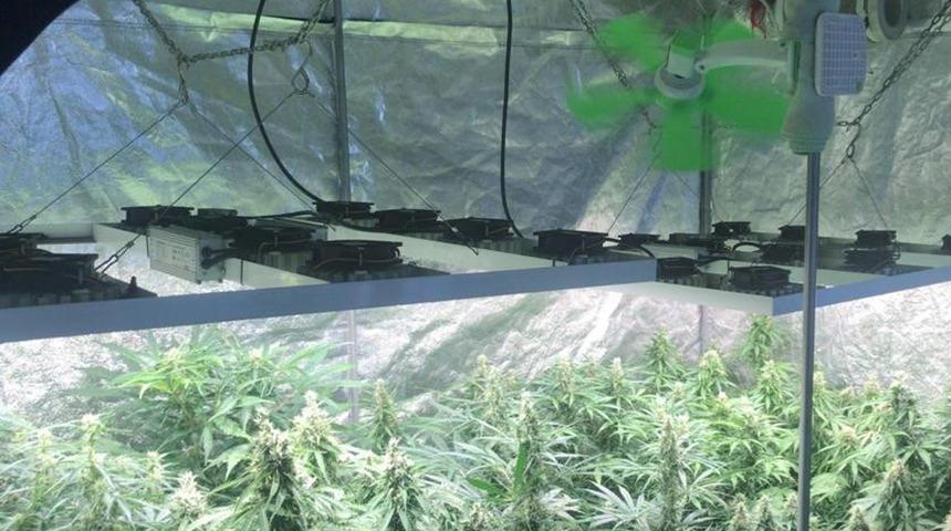 Elbise kabininde kenevir yetiştirmişler