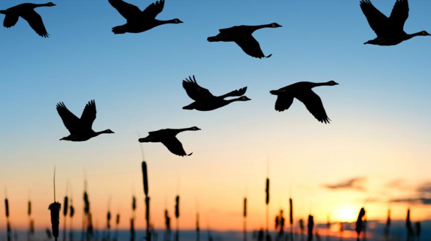 İnsana ilk kez bulaşan kuş gribi virüsü 46 ülkeye yayıldı