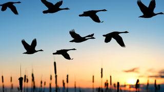 İnsana ilk kez bulaşan kuş gribi virüsü 46 ülkeye yayıldı