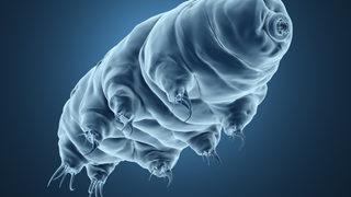 Mermi gibi ateşlendi! Su ayılarının dayanıklılığı bir kez daha kanıtlandı