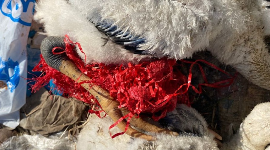 Milyonların gönlüne taht kurdu! Yaren leyleğin yavruları için seferber oldular