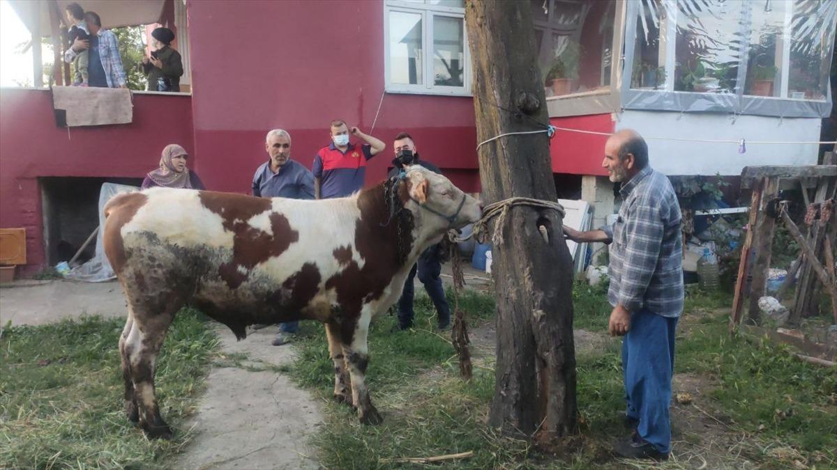 D&uuml;zce'de boynuna zincir dolanan danayı itfaiye ekipleri kurtardı