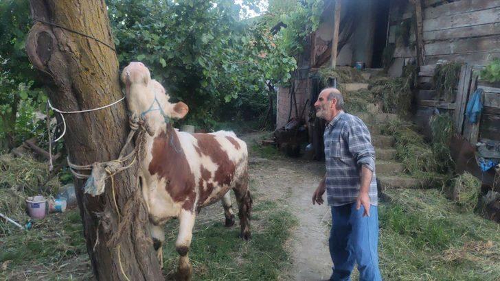 Düzce'de boynuna zincir dolanan danayı itfaiye ekipleri kurtardı G2