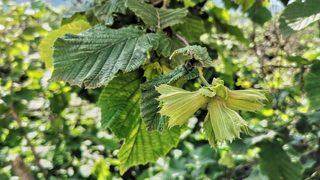 Fındık üreticisine 854 milyon TL alan bazlı destek