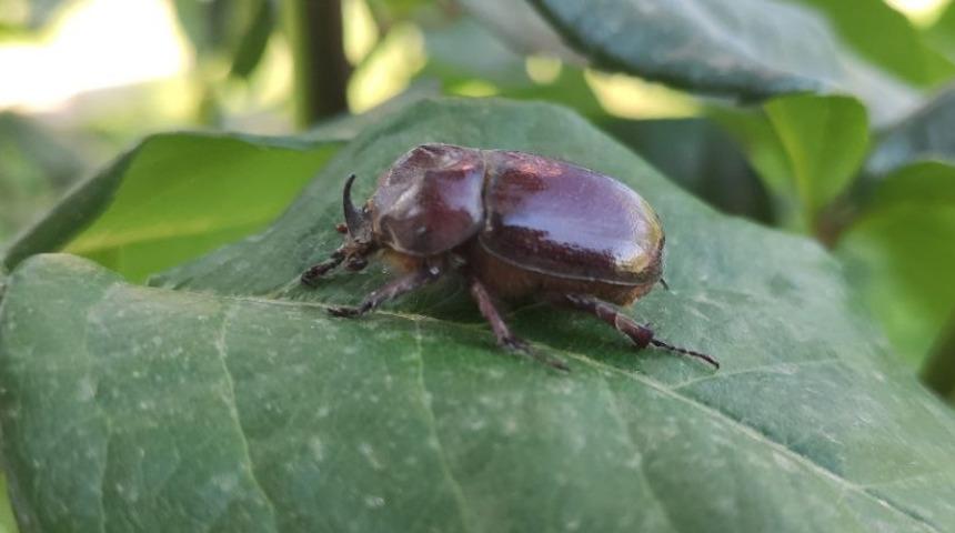 Gergedan böceği Elazığ'da görüldü! ''Değeri 90 bin dolar ediyor'' denilmişti 
